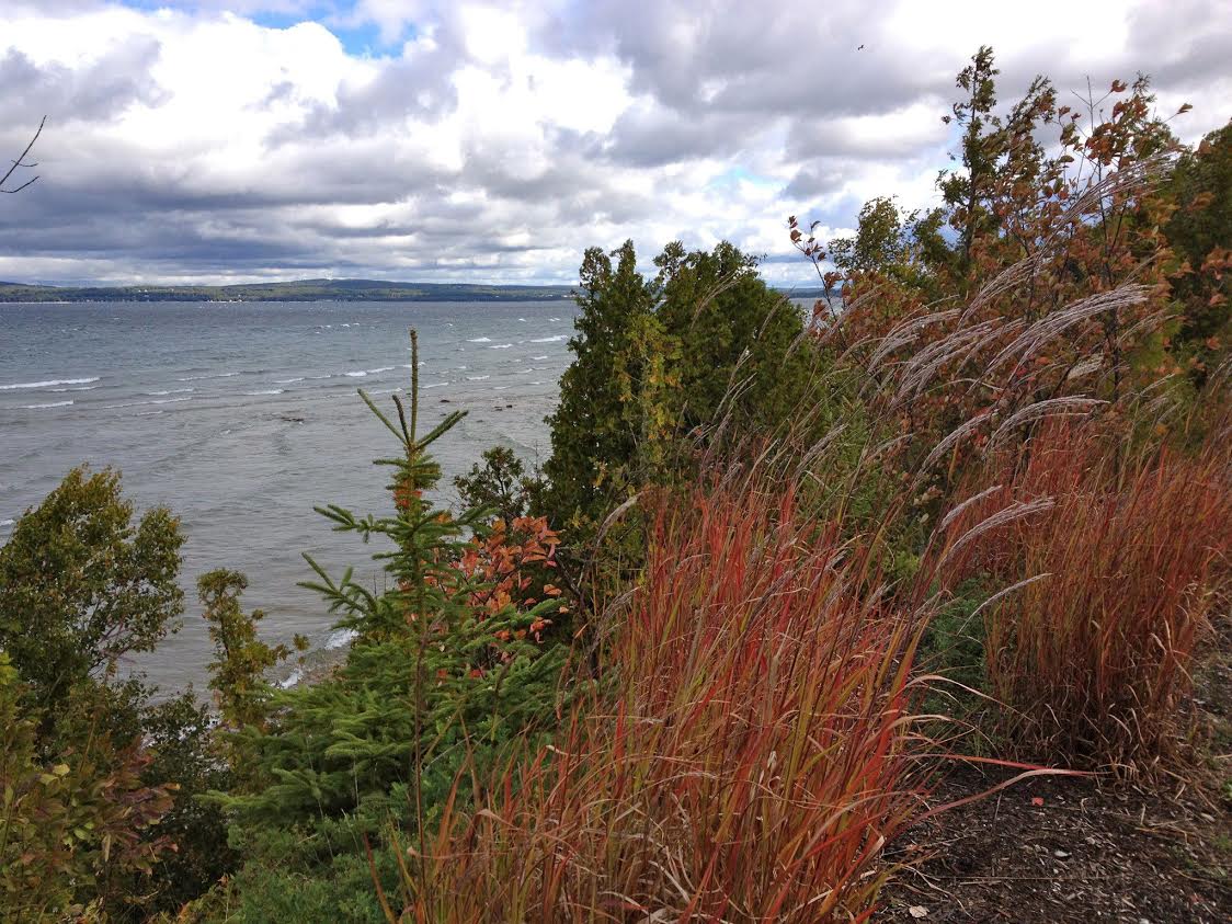 Trees in fall colors with lake in background.