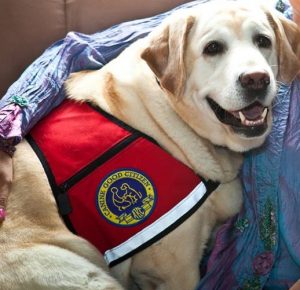 Photo of yellow lab therapy dog in his vest