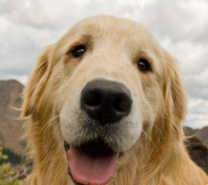 A beautiful golden retreiver puppy face.