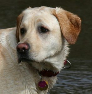 Paisley the therapy dog