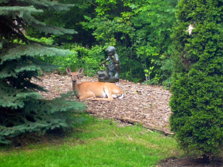 Photo of deer lying on mulch